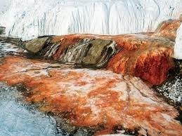 images Strange Things Discovered Frozen in Antarctica