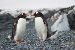 pexels-dsd-143941-689784-300x200 Antarctica: The Ultimate Frozen Continent Blog