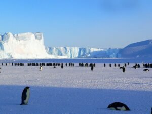 pexels-pixabay-48814-300x225 Antarctica: The Ultimate Frozen Continent Blog