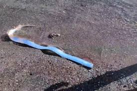 download-6 Oarfish Found in Baja California Sur: The Mysterious 'Doomsday Fish' Explained