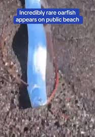 download-7 Oarfish Found in Baja California Sur: The Mysterious 'Doomsday Fish' Explained