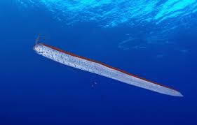 download-8 Oarfish Found in Baja California Sur: The Mysterious 'Doomsday Fish' Explained