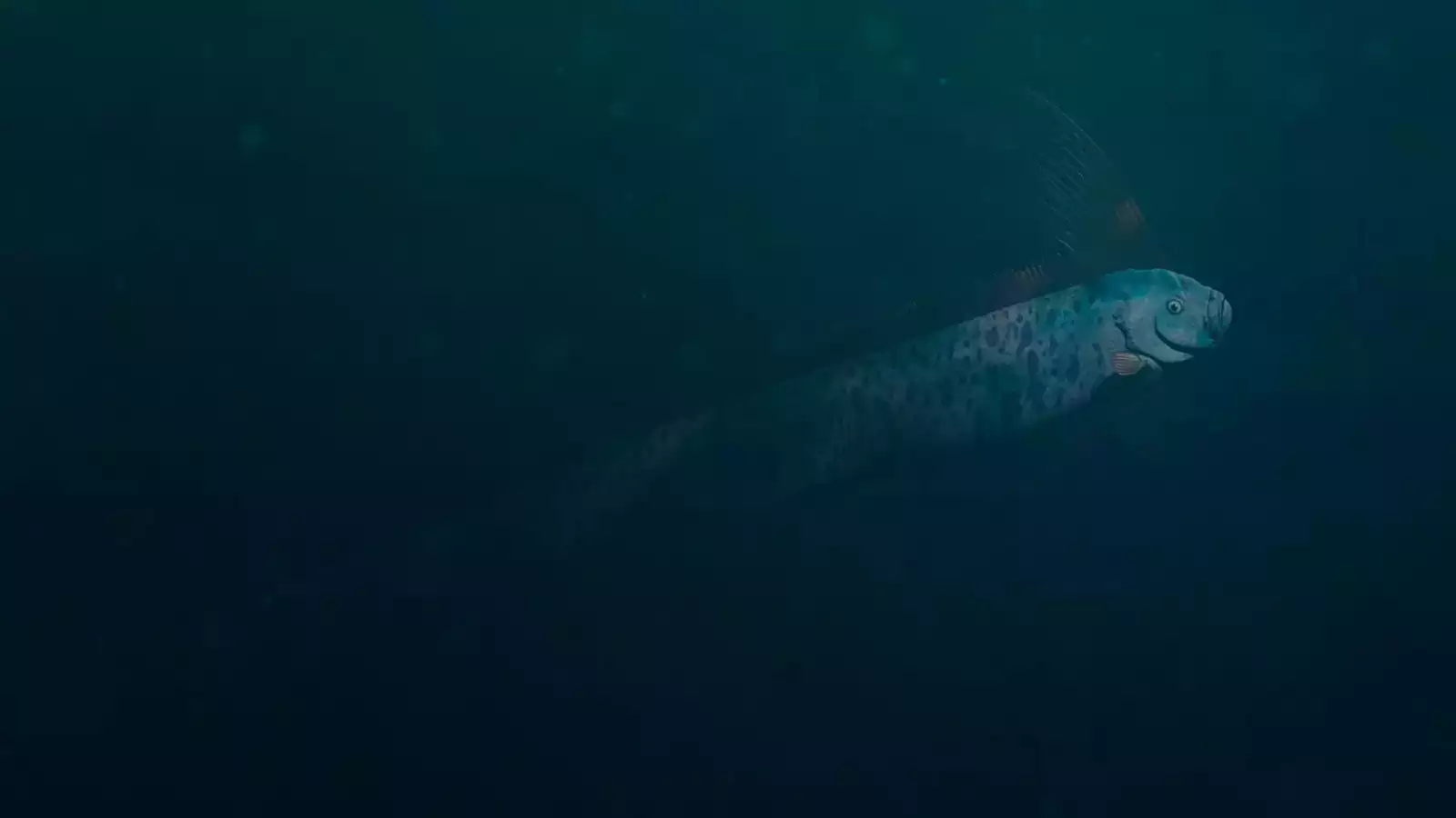 Oarfish Found in Baja California Sur: The Mysterious ‘Doomsday Fish’ Explained